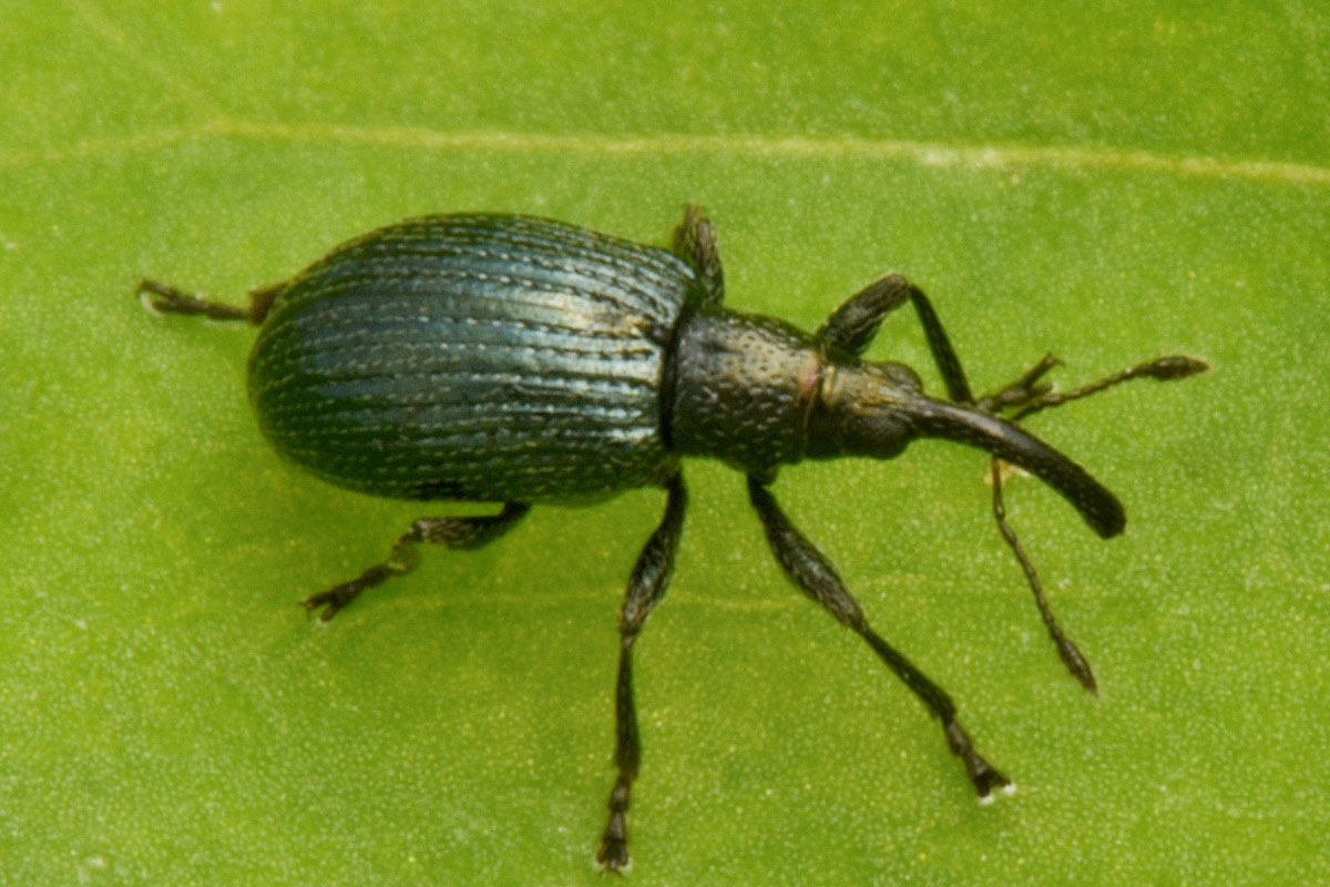 Apionidae:  Ischnopterapion virens